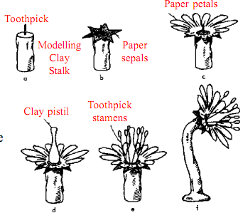 2101_Experiment of Making a model of a simple flower.png